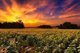 Kansas Image